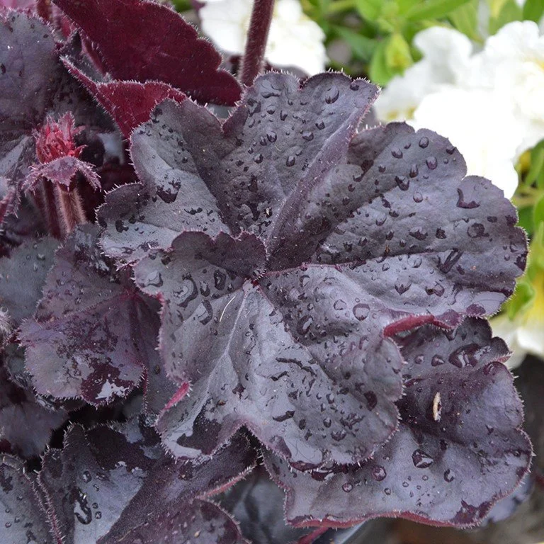 Heuchera Blackforest Gateau