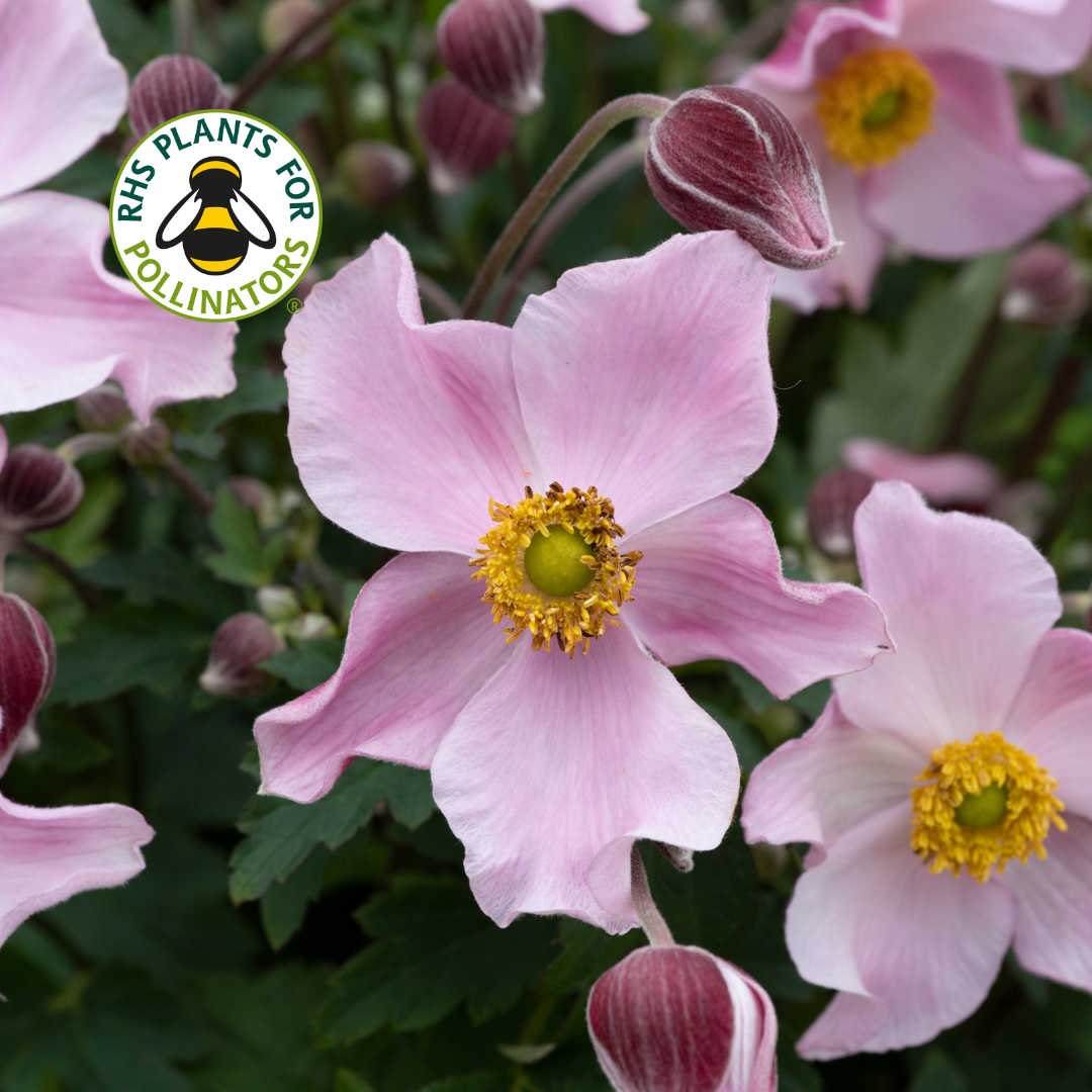 Anemone Satin Doll Blush