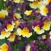 Nemesia Aroma Rhubarb & Custsard