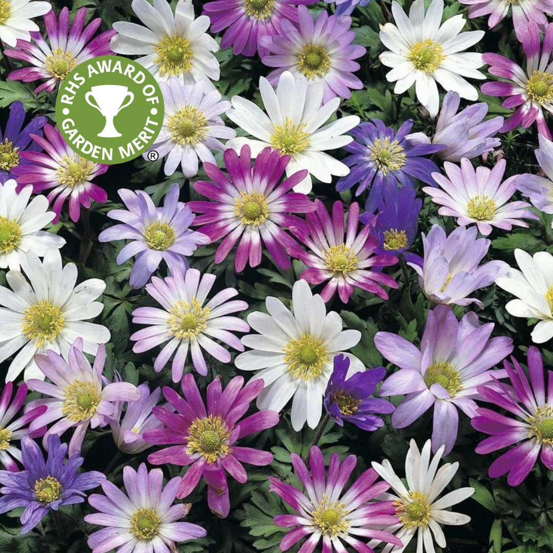 Anemone Blanda Mixed