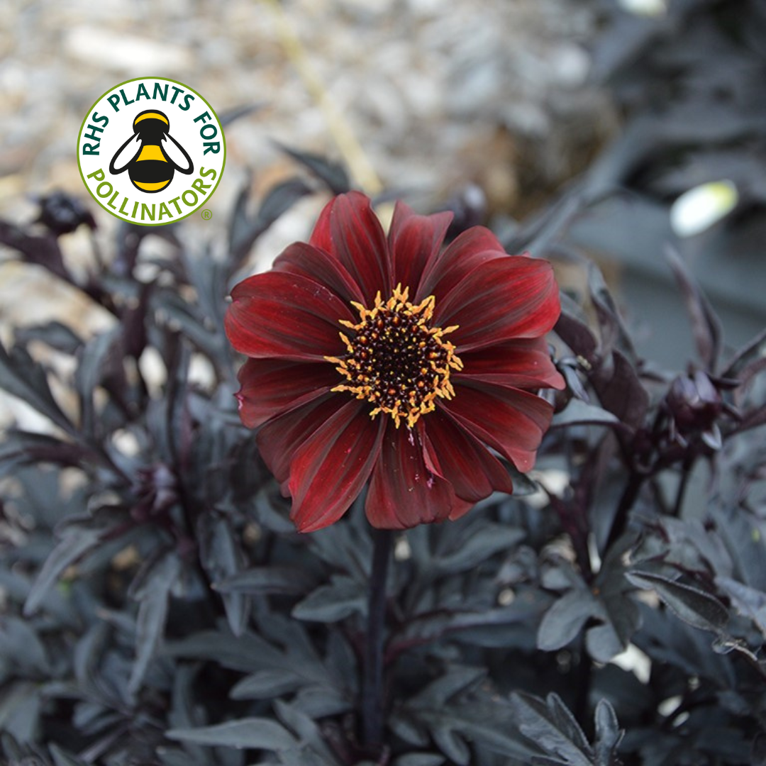 Dahlia Dreamy Hot Chocolate