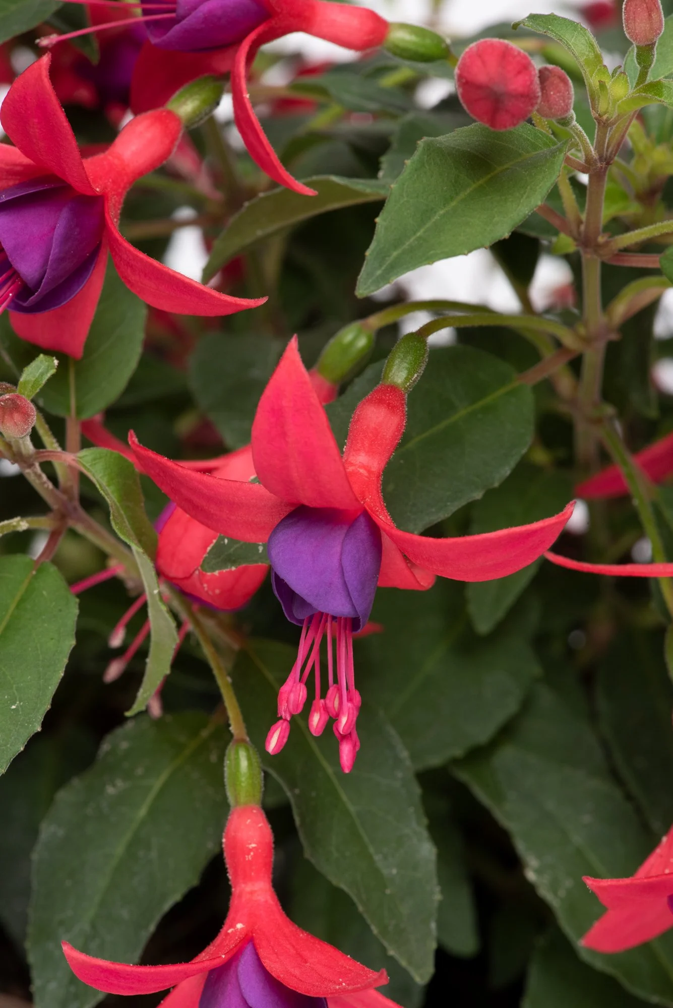 Fuchsia Windchimes Rose Purple