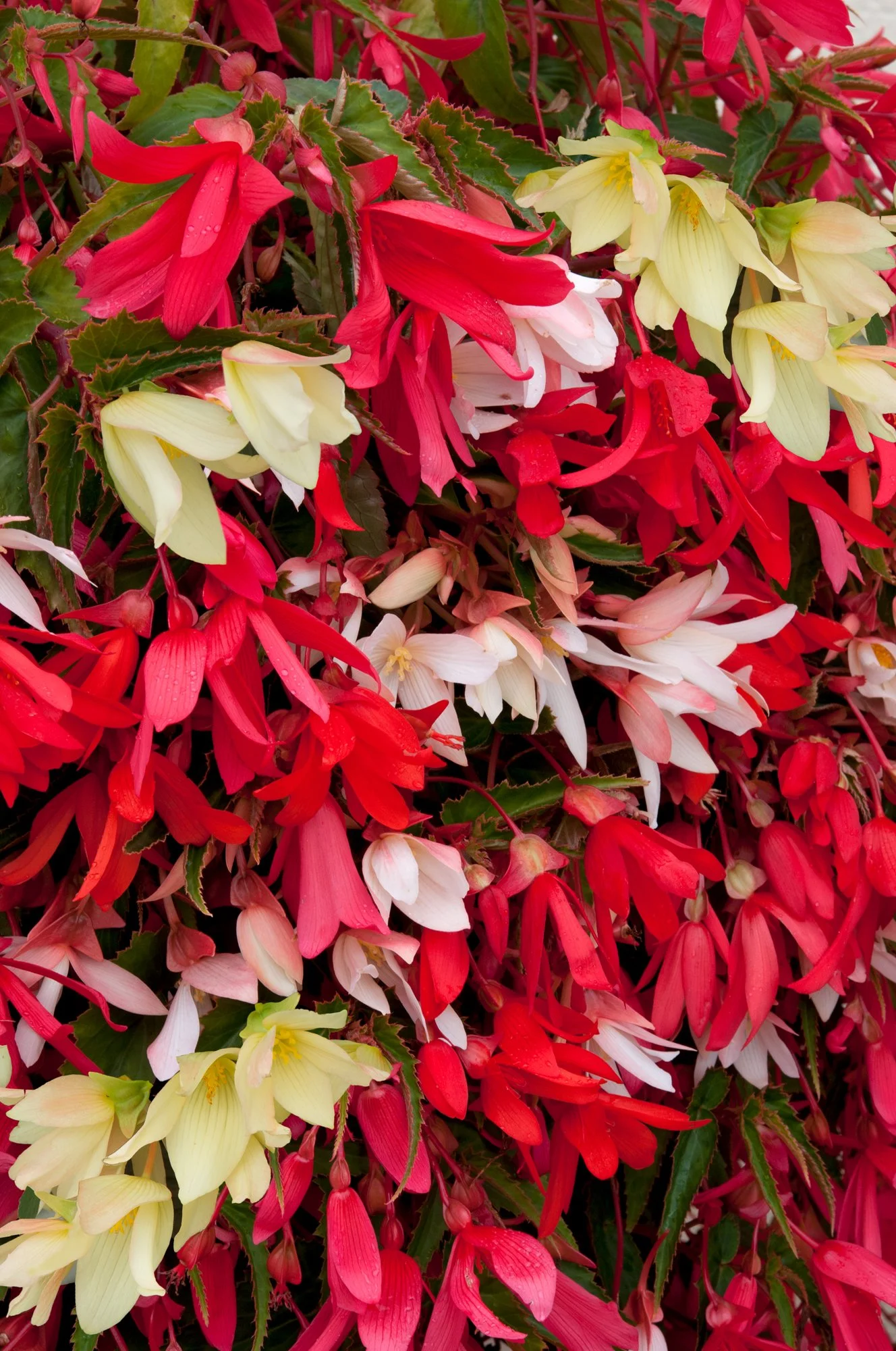 Begonia F1 Starshine Mixed