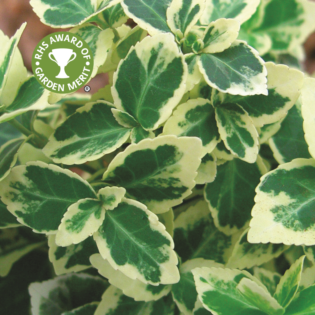 Euonymus Emerald Gaiety