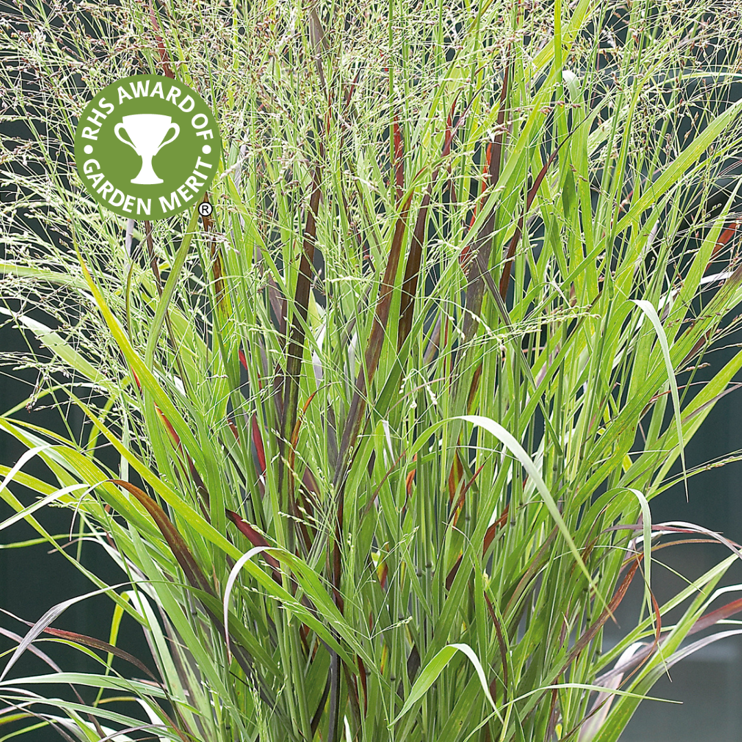 Panicum Hanse Herms