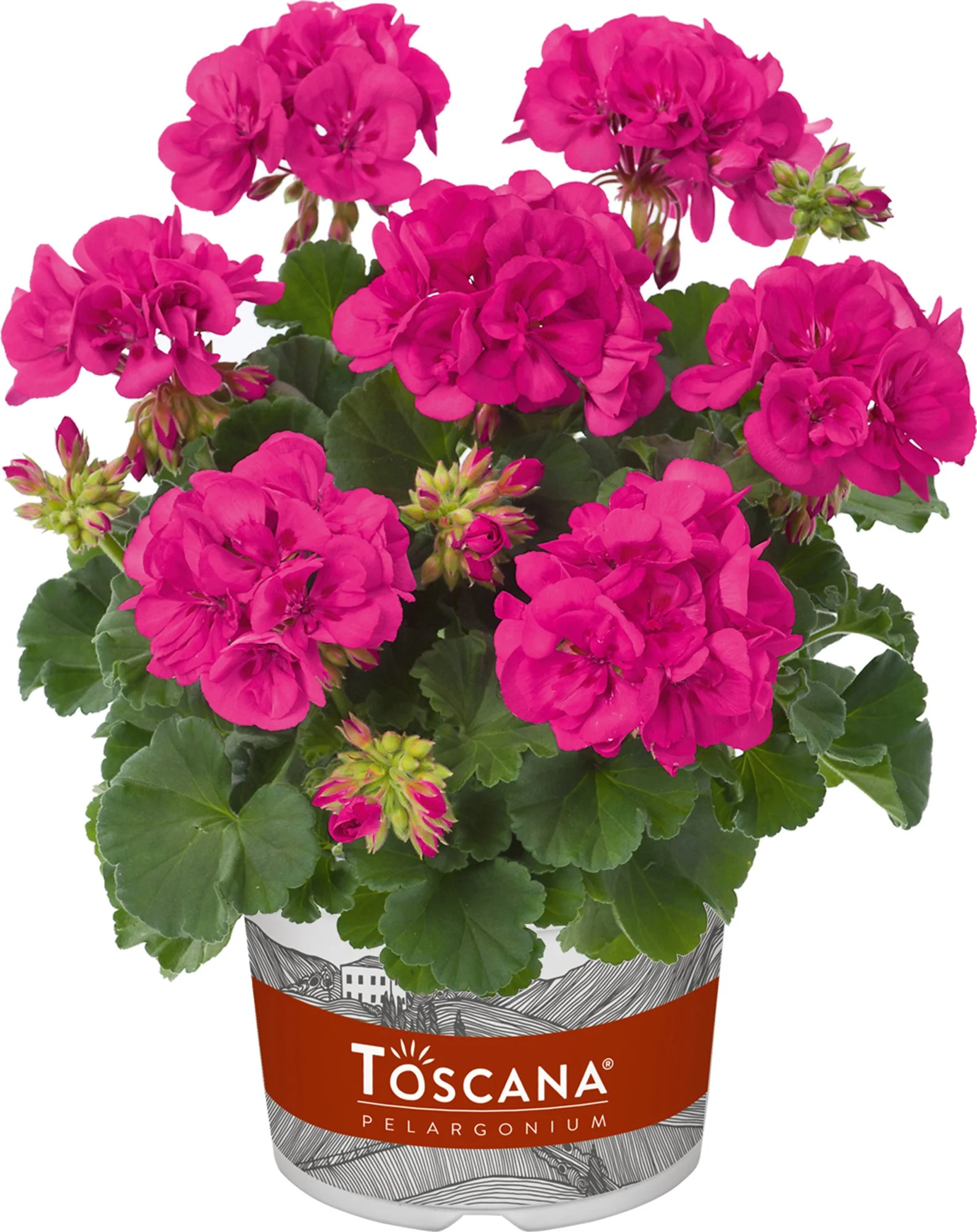 Geranium/Pelargonium Smart Marianne Lilac