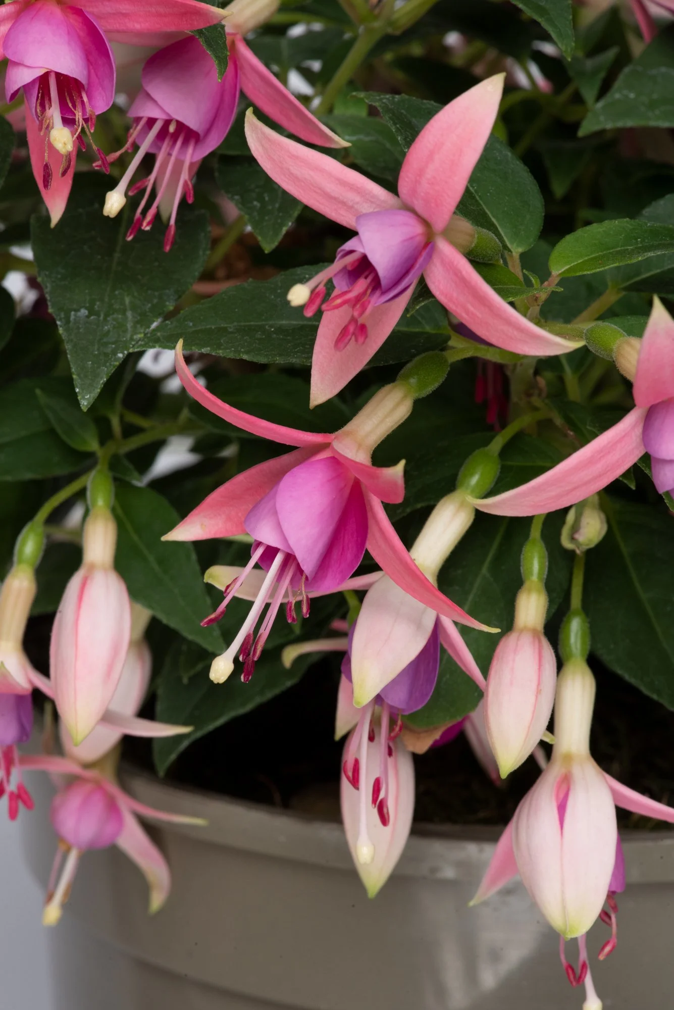 Fuchsia Windchimes Neon Pink Violet