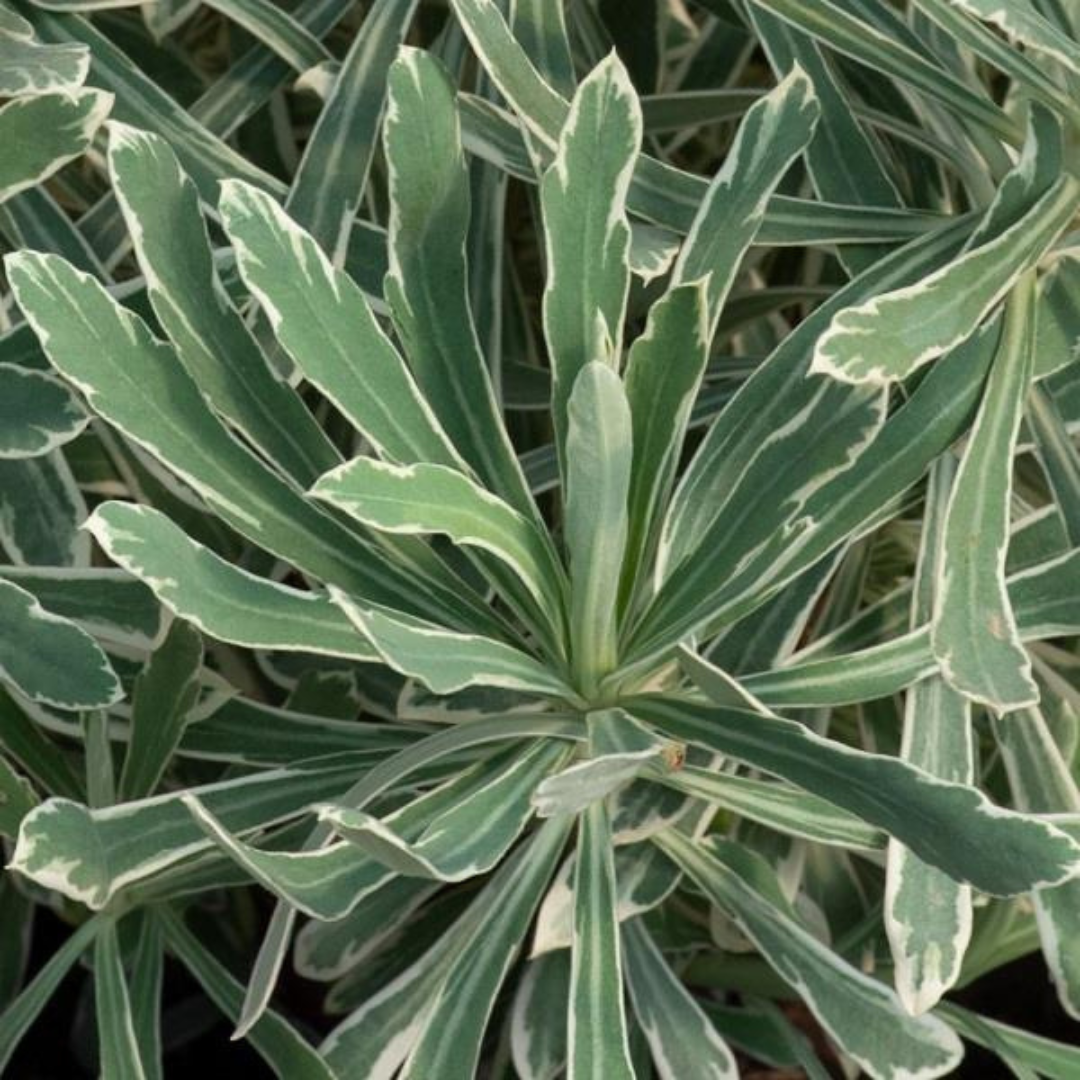 Euphorbia Silver Edge
