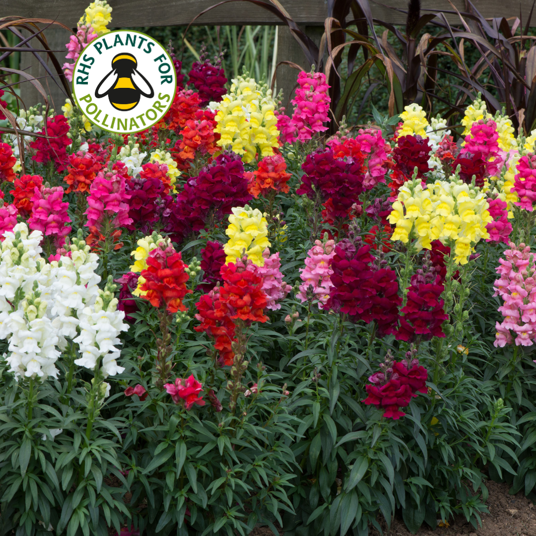 Antirrhinum Sonnet Mixed