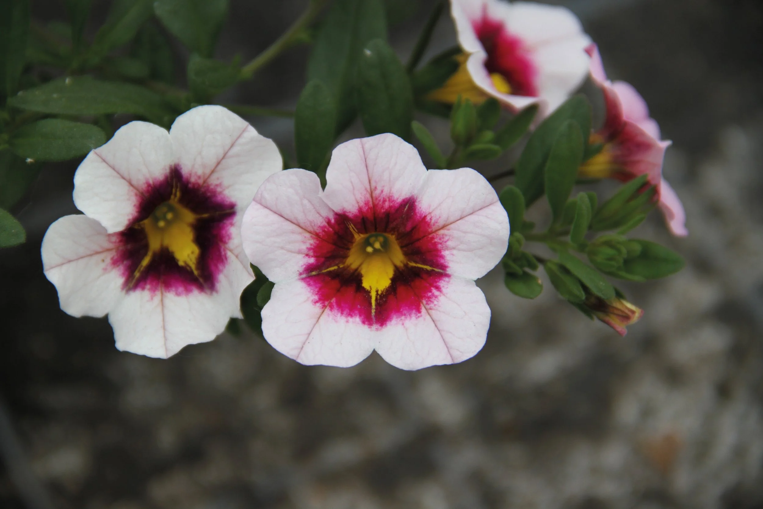 Calibrachoa Calita Compact Pink Red Eye