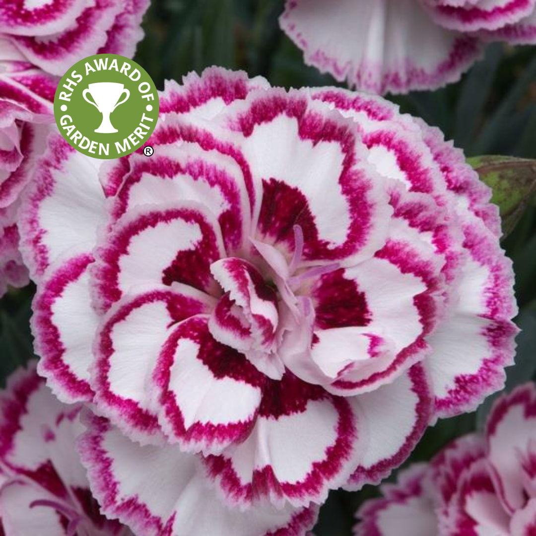 Dianthus Gran's Favourite