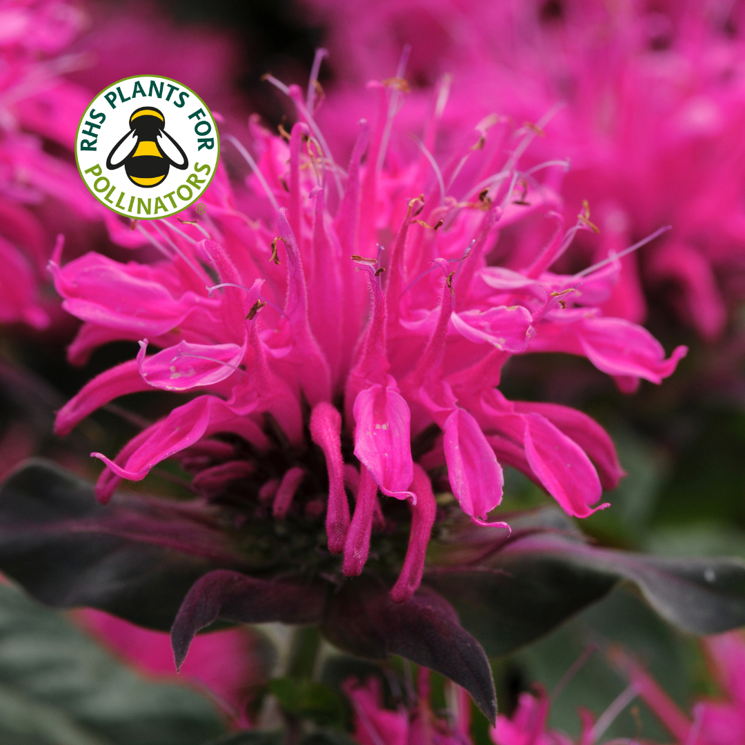 Monarda Balmy Rose