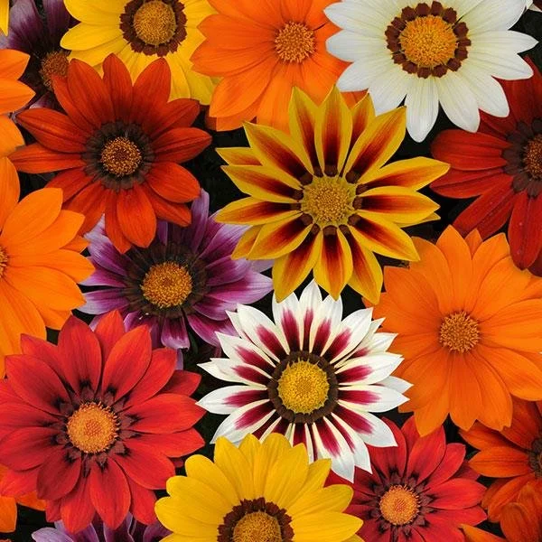 Gazania New Day Mix