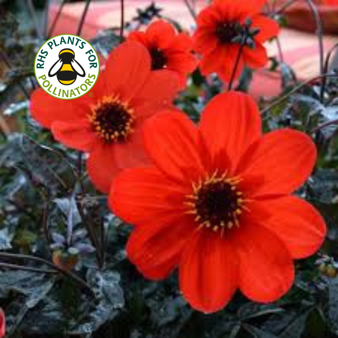 Dahlia Mystic Enchantment