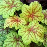 Heuchera Electric Lime