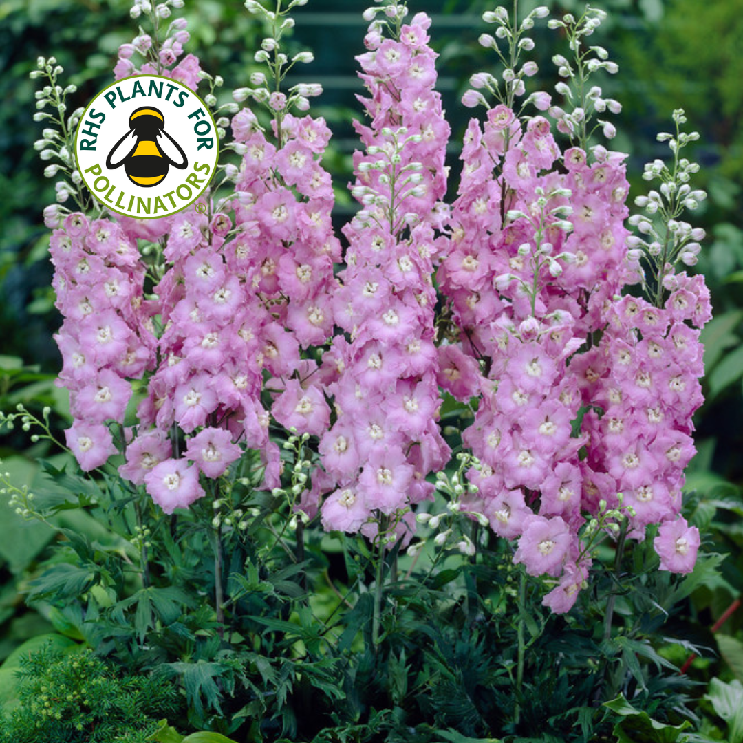 Delphinium Pacific Giant Guinevere