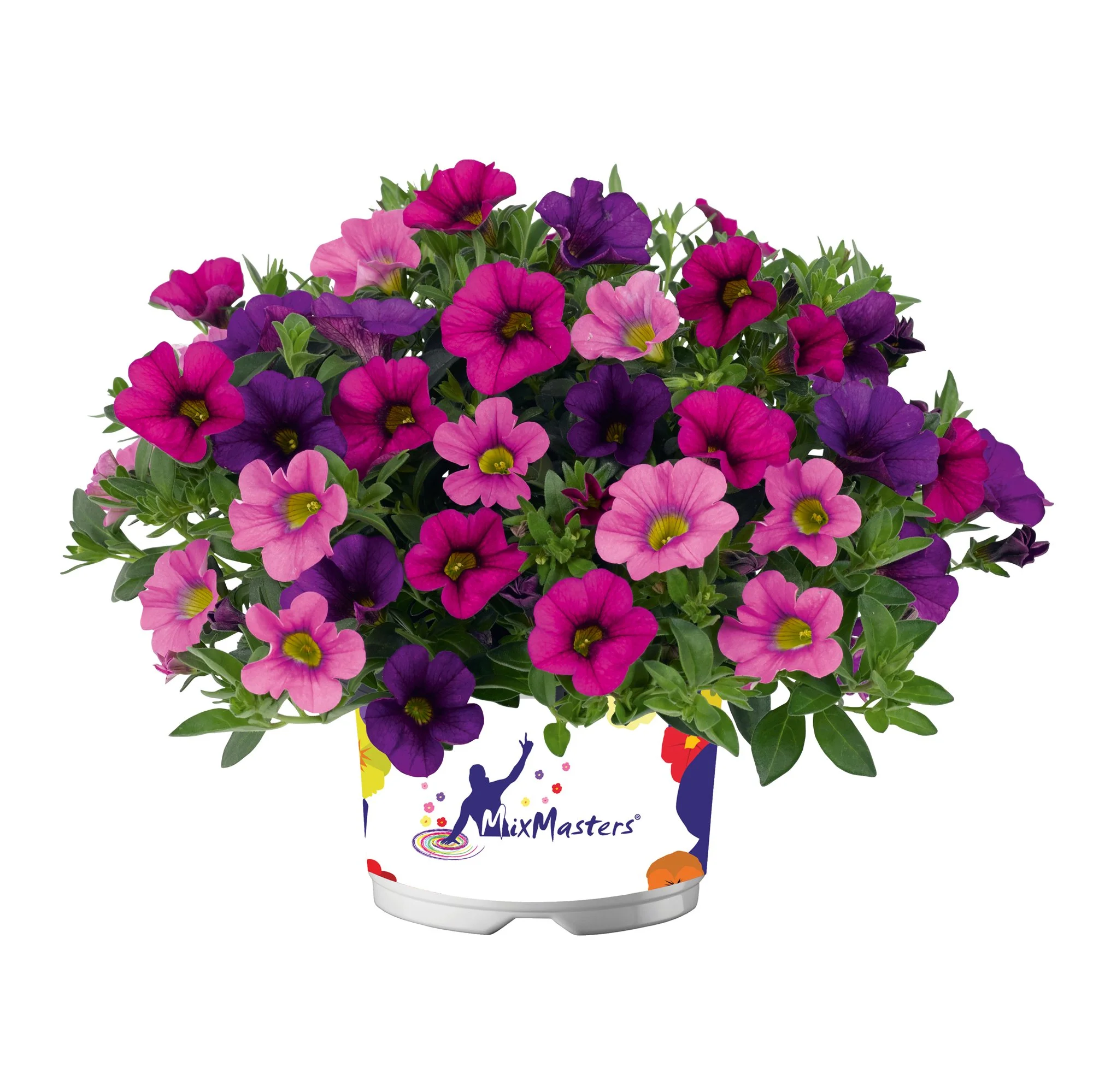 Calibrachoa Cabaret Mixmaster Burlesque