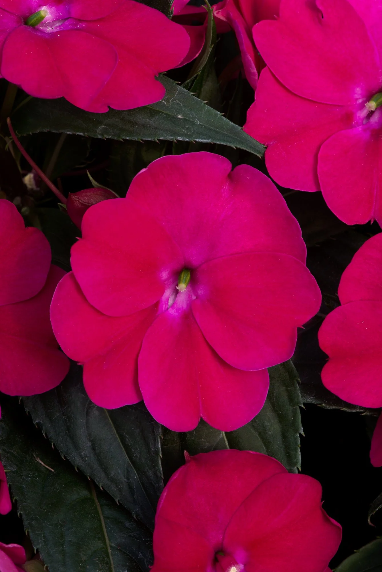 Impatiens  SunPatiens Compact Magenta 