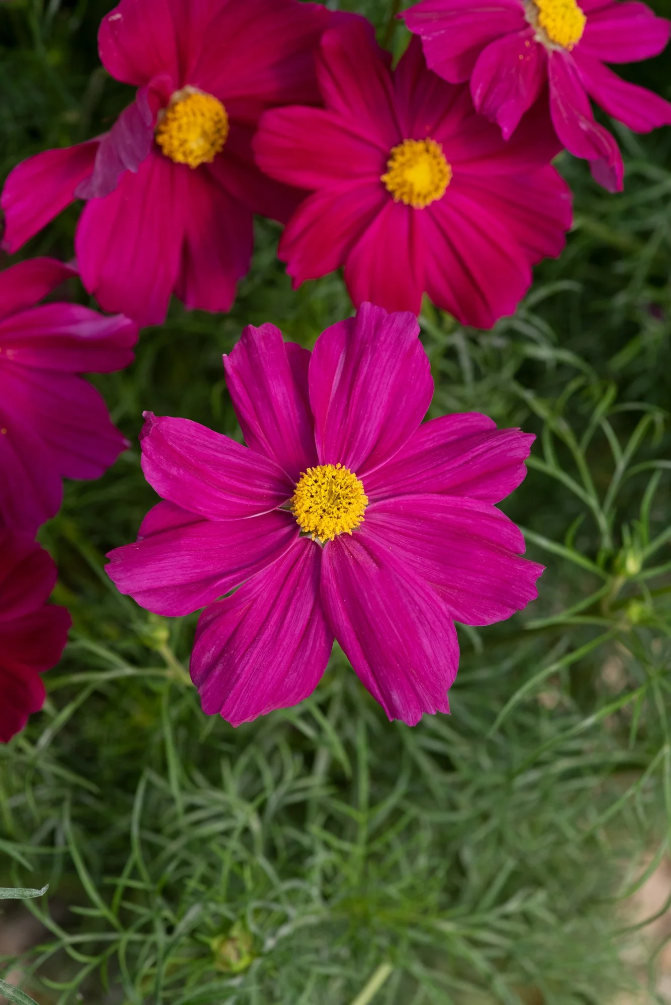 Cosmos Apollo Bright Carmine