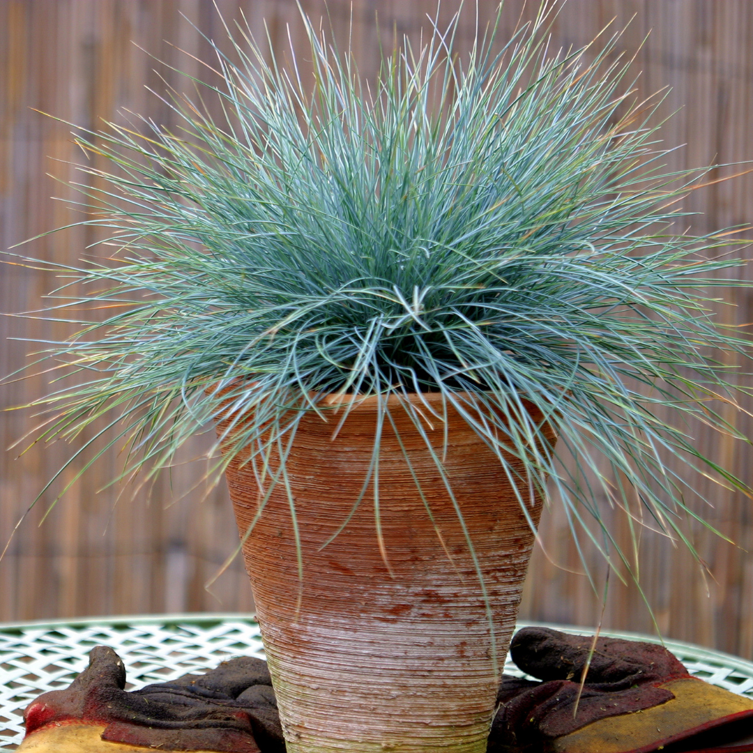 Festuca Buddy Blue
