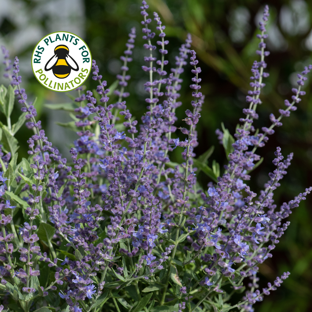 Perovskia Bluesette