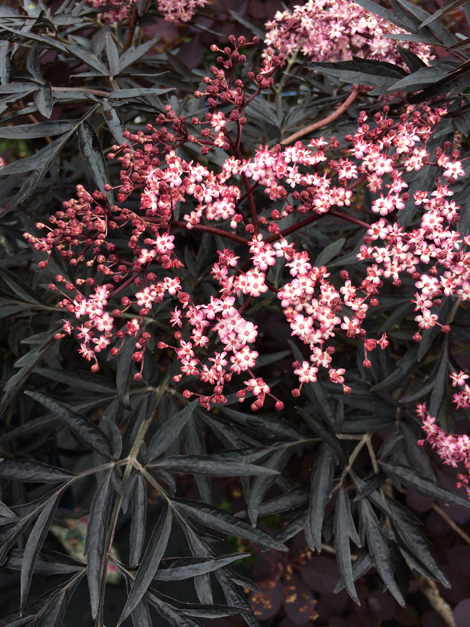 Sambucus Cherry Lace