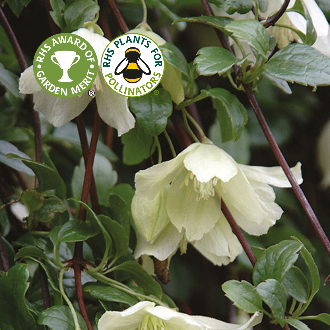 Clematis Wisley Cream