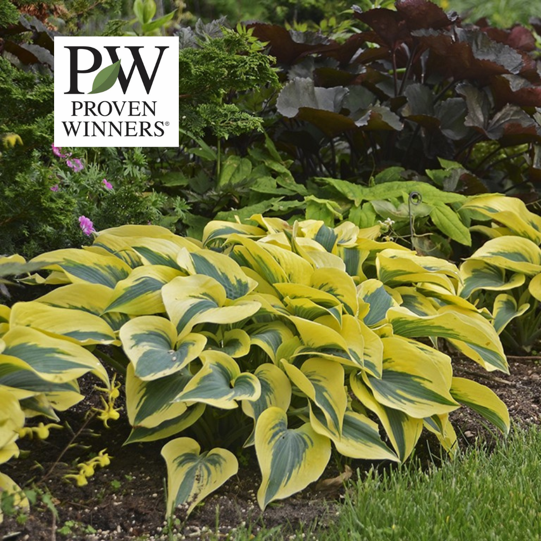 Hosta Shadowland Autumn Frost