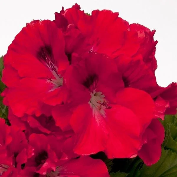 Geranium/Pelargonium Elegance Rosanna