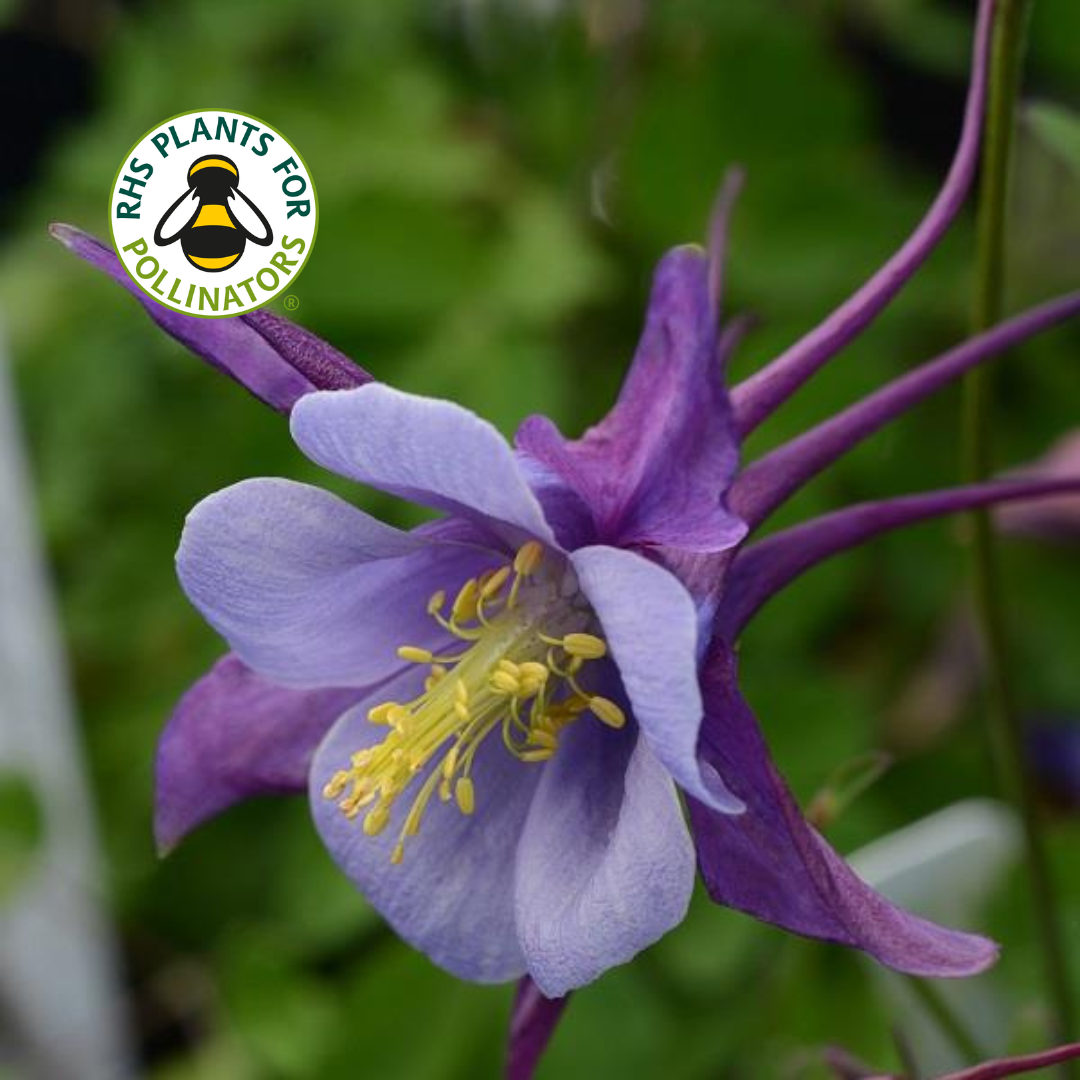 Aquilegia Earlybird Purple Blue
