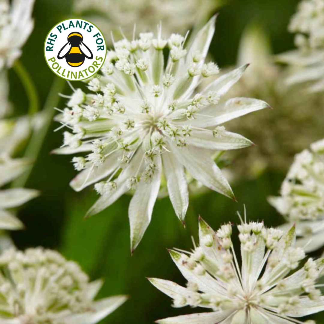 Astrantia Sparkling Stars White 