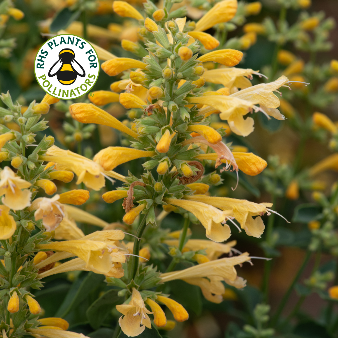 Agastache Summerlong Lemon