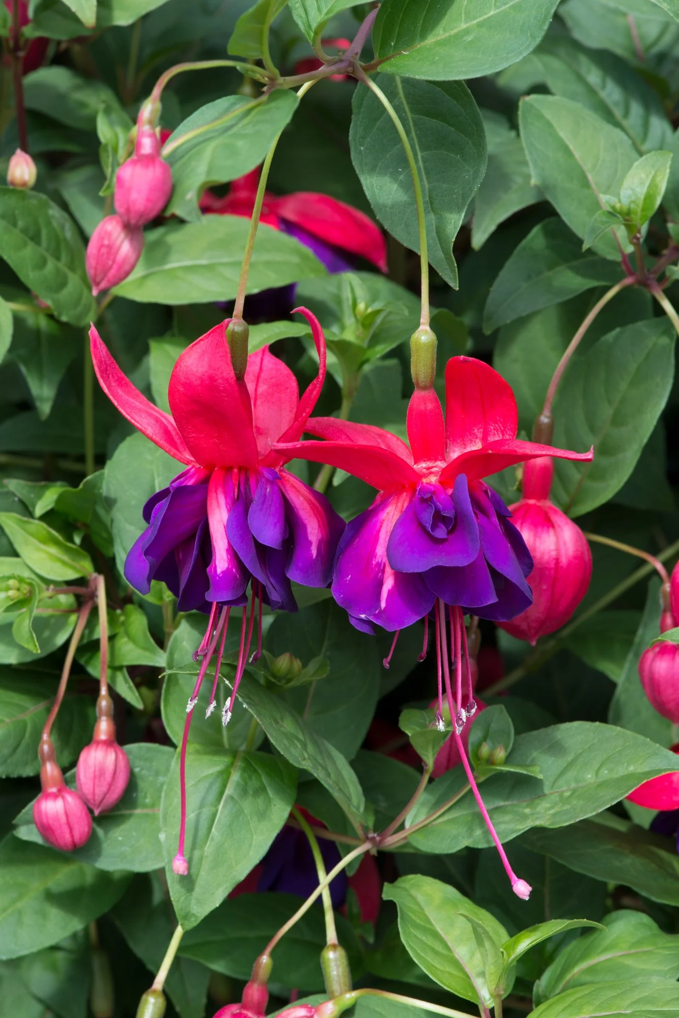 Fuchsia Southern Belles Voodoo