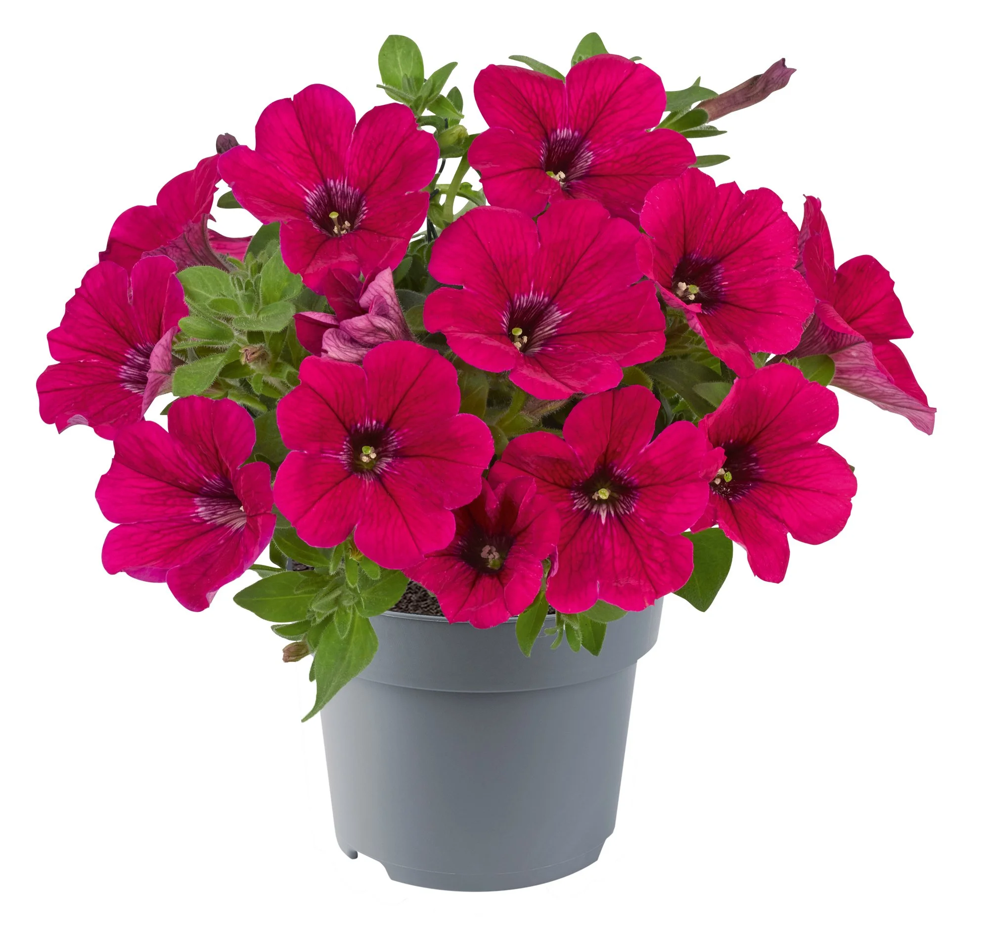 Petunia Go!Tunia Neon Pink