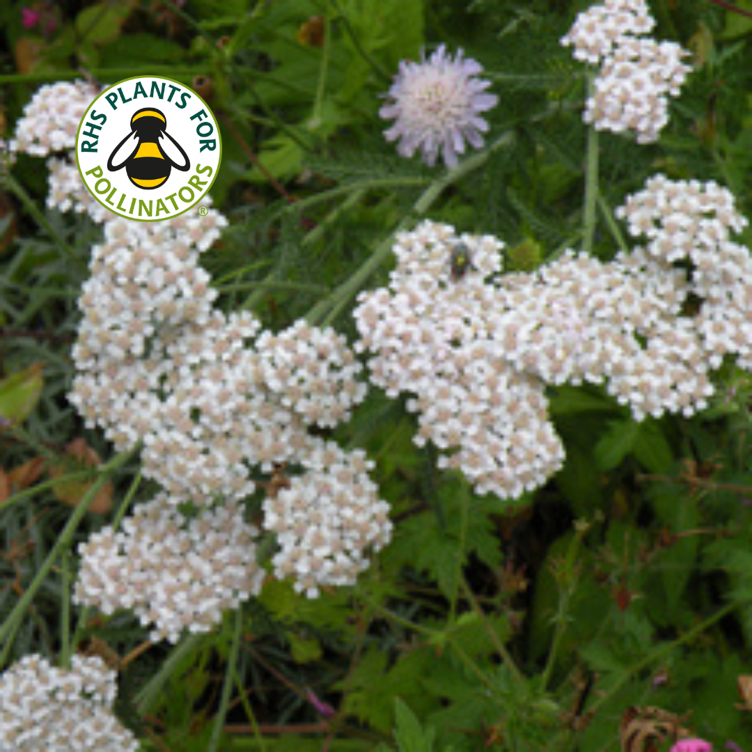 Wildflower - Yarrow