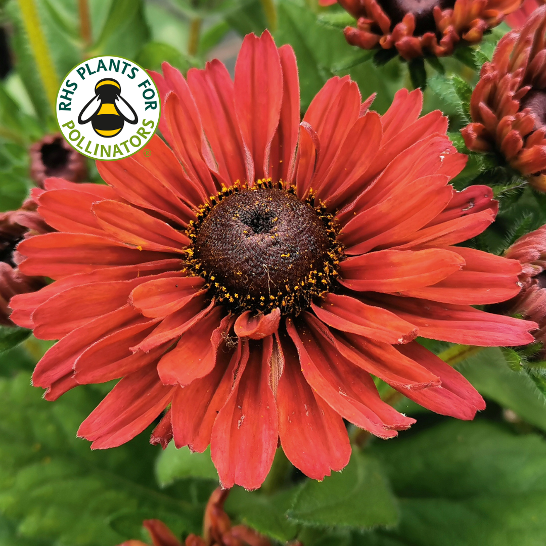 Rudbeckia Summer Daisy's Cherry