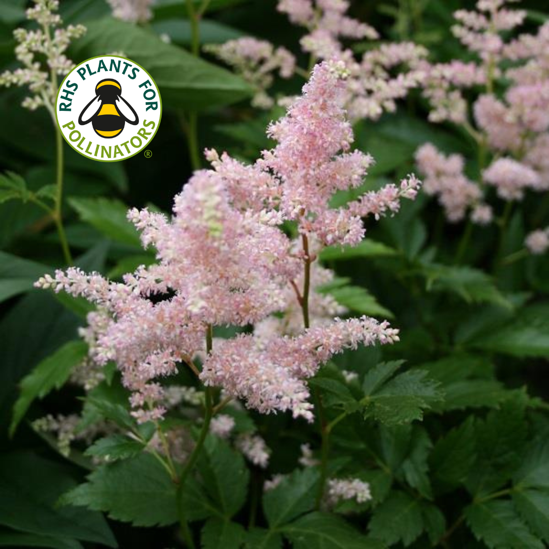 Astilbe Peach Blossom