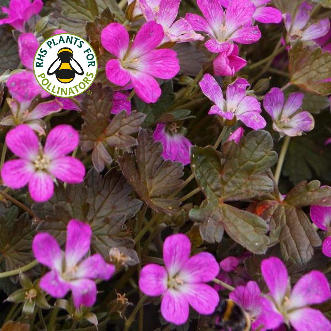 Geranium Orkney Cherry