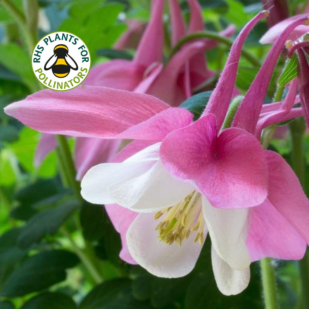 Aquilegia Spring Magic Rose White