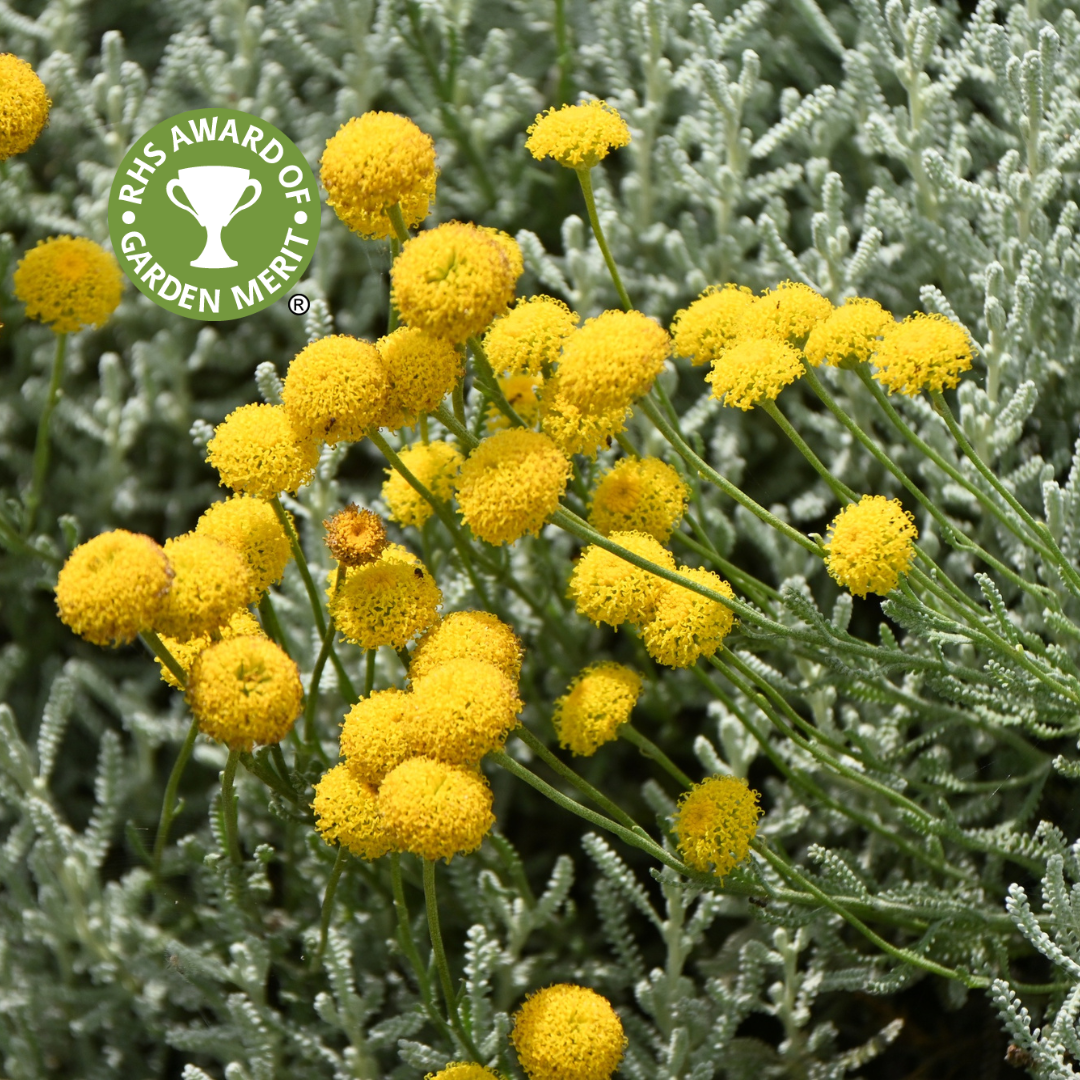 Santolina Lemon Fizz