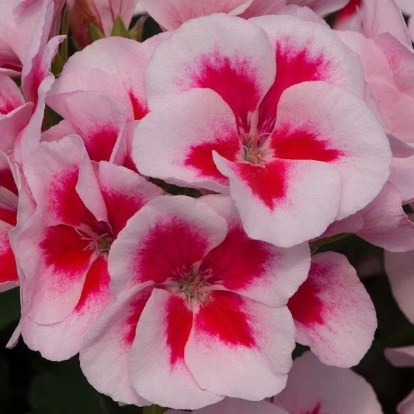 Geranium/Pelargonium Sunrise Smokey Eye White