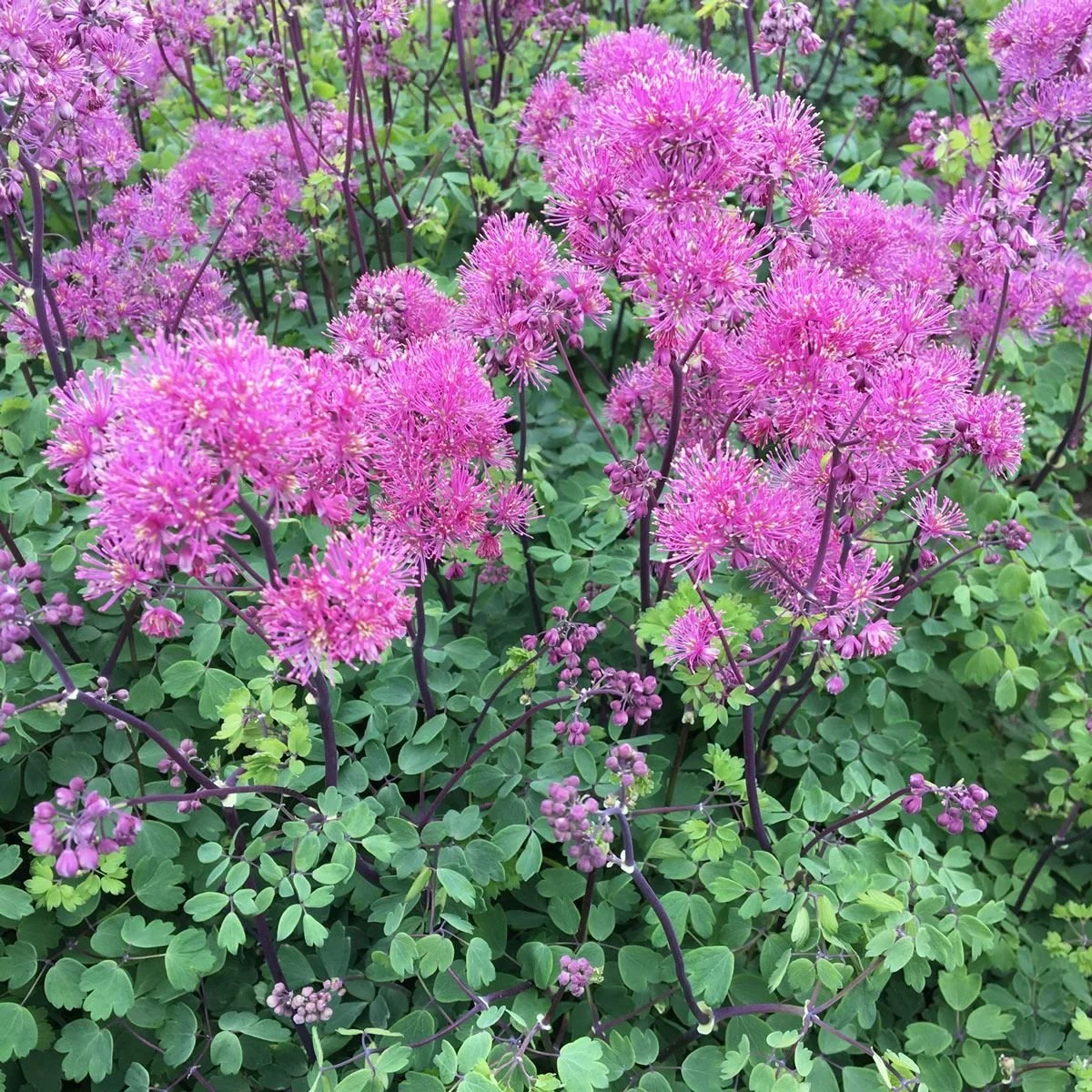 Thalictrum Little Pinkie