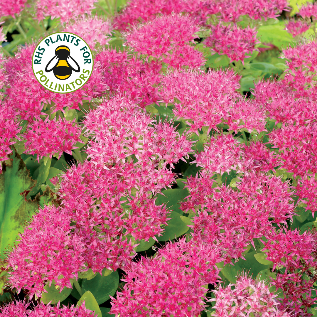 Sedum Double Martini