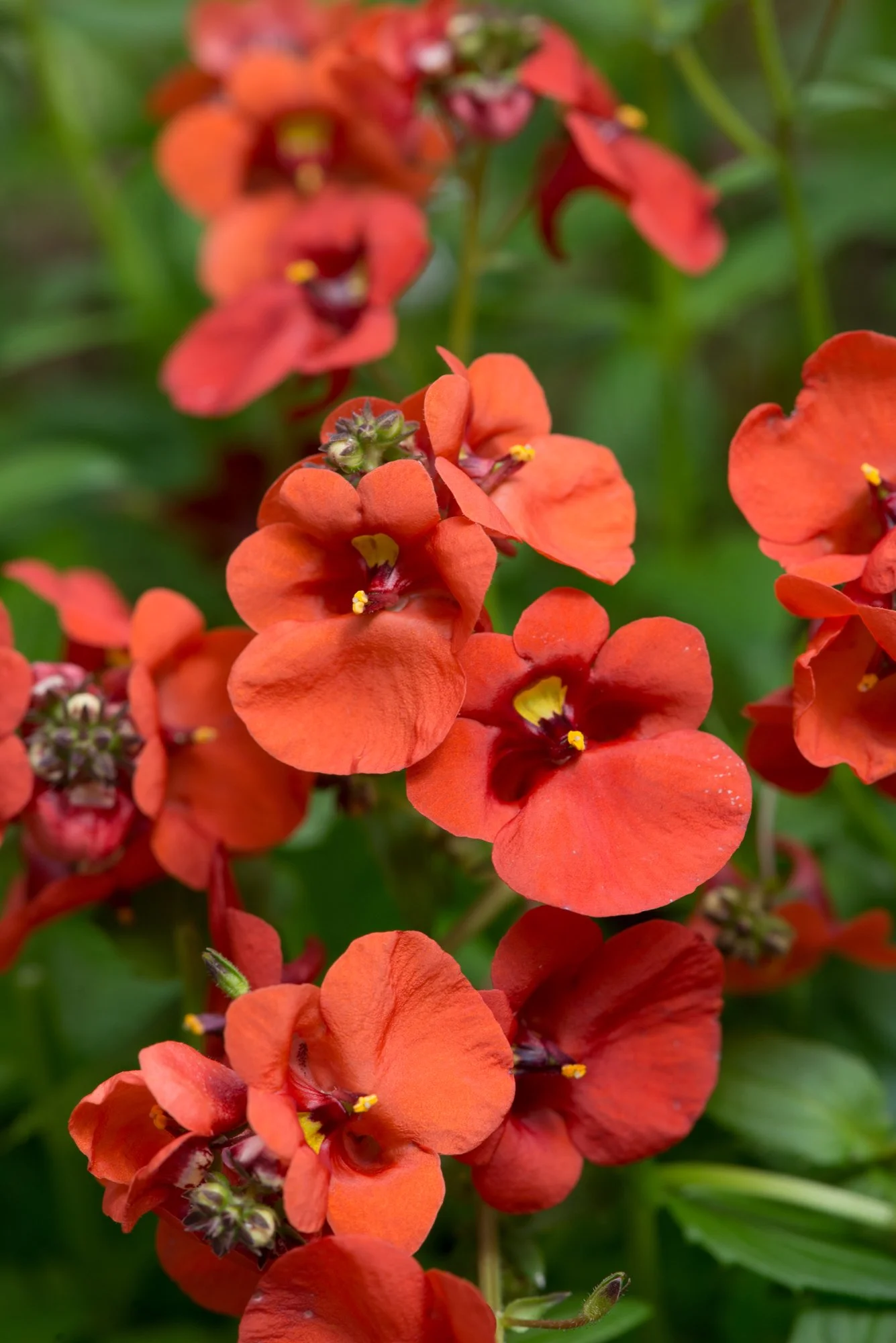 Diascia Diamond Dark Orange