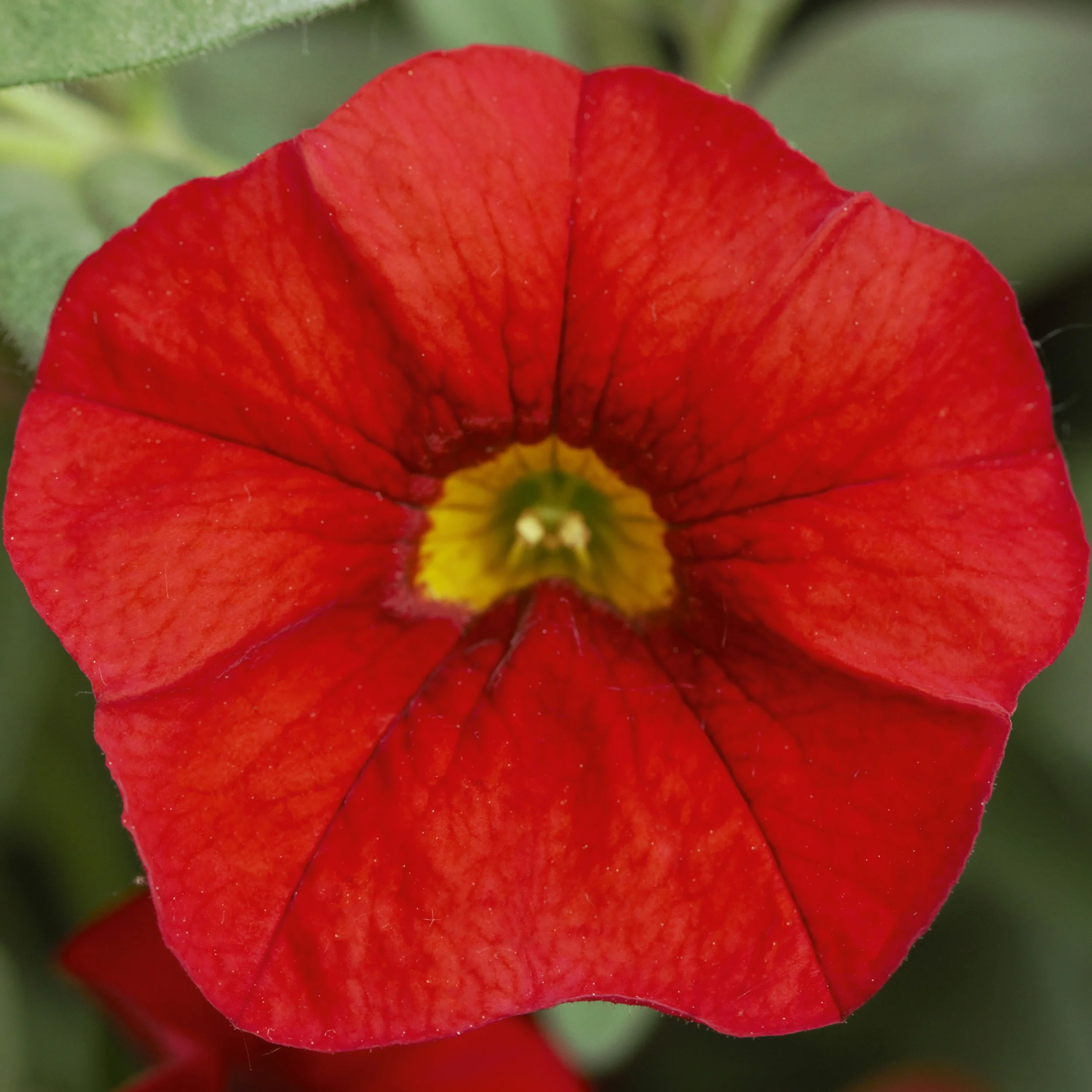 Calibrachoa Calita Compact Red