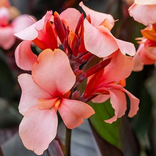 Canna Cannova Bronze Peach