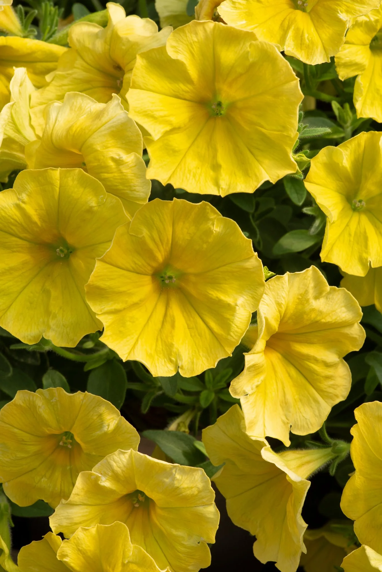 Petunia Go!Tunia Hello Yellow