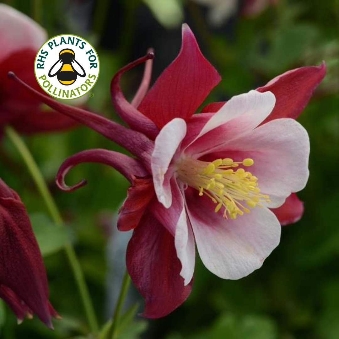 Aquilegia Earlybird Red White