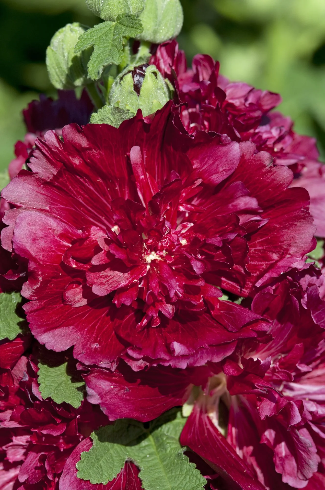 Hollyhock Spring Celebrities Crimson