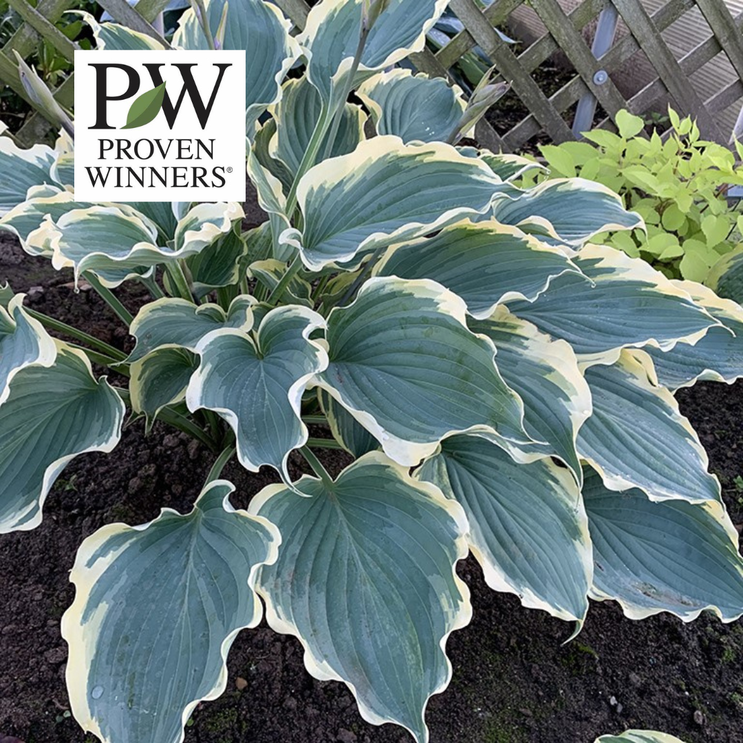 Hosta Shadowland Hope Springs Eternal